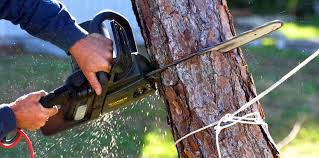 How Our Tree Care Process Works  in York, NE